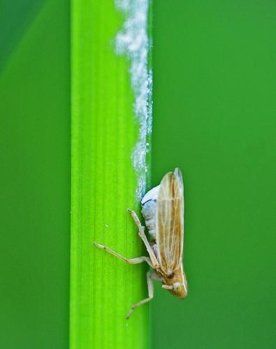 Stenocranus minutus
